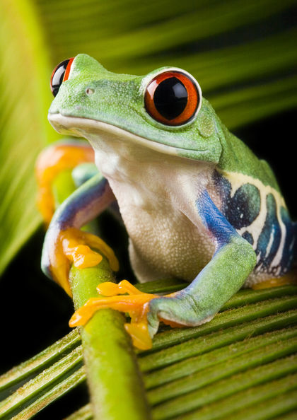 Sejarah Amphibians | animallabel
